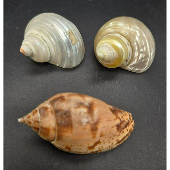 Natural Seashells Snail Hermit Crab Spiral Shells & Volute Cymbiola DH1363 - Picture 2 of 8